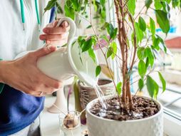 Zalivanje cveće biljke