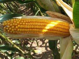 Nikola Martinović iz Bogatića, ratarstvo, kap ko kap, kukuruz