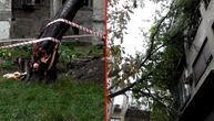 Košava "lomi" Beograd: Drvo prepolovljeno, krošnja završila na terasama zgrade
