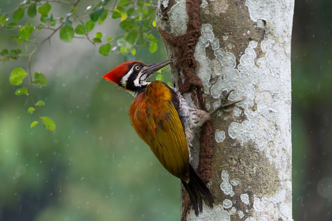 Detlić Woodpecker