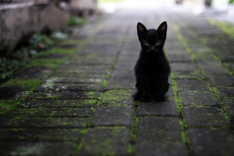 crna mačka ilustracija veštica