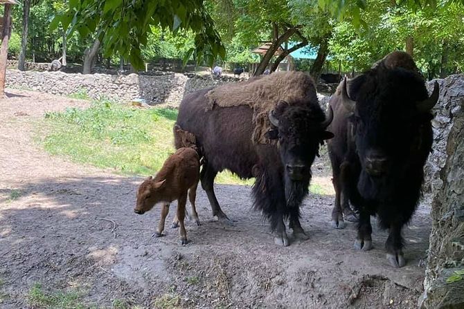 Palić zoo vrt, bizonče Akala