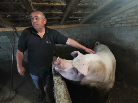 Šarena, prase,