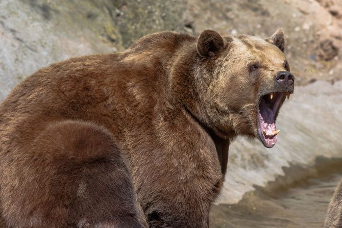 Mrki medved grizli bear Mrki medved grizli bear