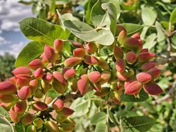 Urfa, Turska, pistaći