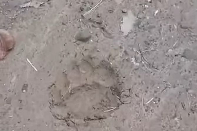 Medved, šapa, Stara planina, Pirot Medved, šapa, Stara planina, Pirot