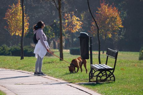 Lepo vreme Kragujevac pas jesen sunčano vreme sunčan dan