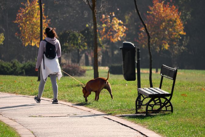 Lepo vreme Kragujevac pas jesen sunčano vreme sunčan dan