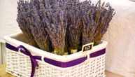 Lavanda, biljka koja obožava sunce: Nova sorta je zahvalna za održavanje