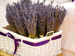 Lavanda