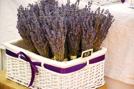 Lavanda Lavanda