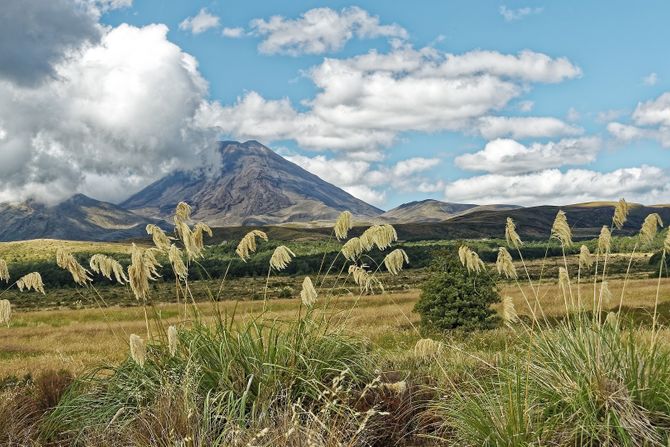 Novi Zeland