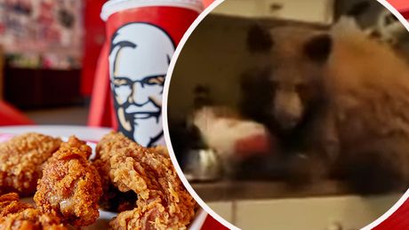 Medved jede ostatke KFC Kentucky Fried Chicken