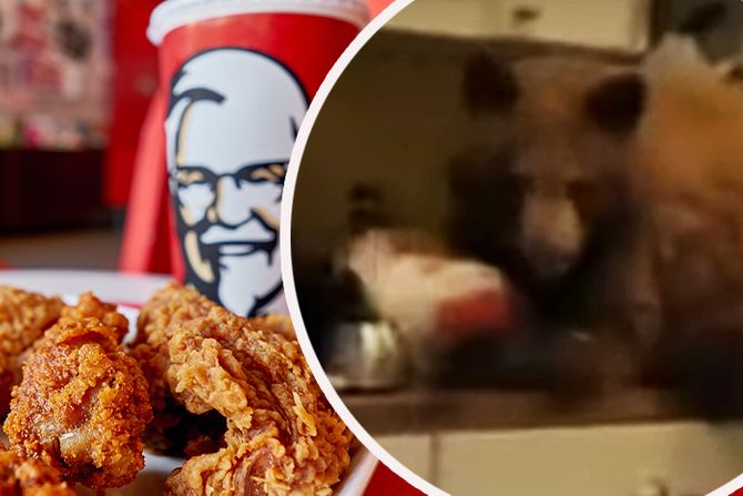 Medved jede ostatke KFC Kentucky Fried Chicken