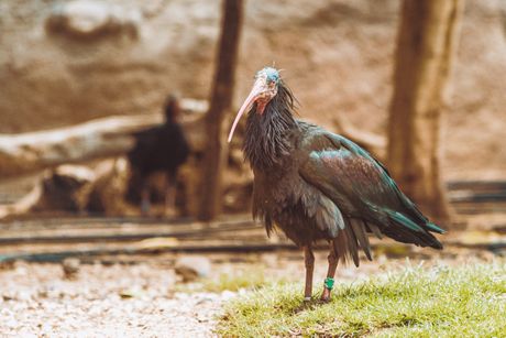 ptica ćelavi ibis
