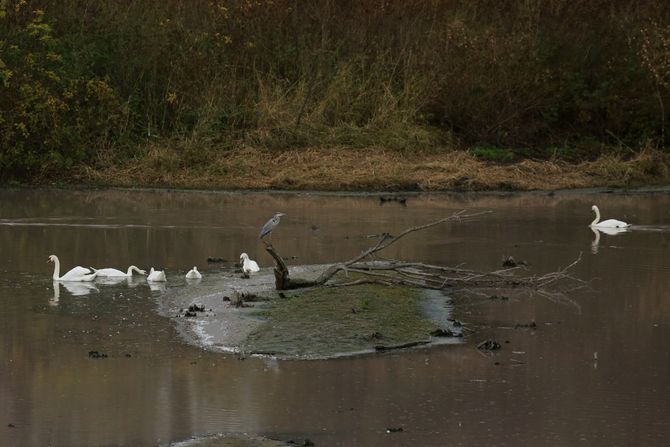 Beljarica, Beogradska Amazonija