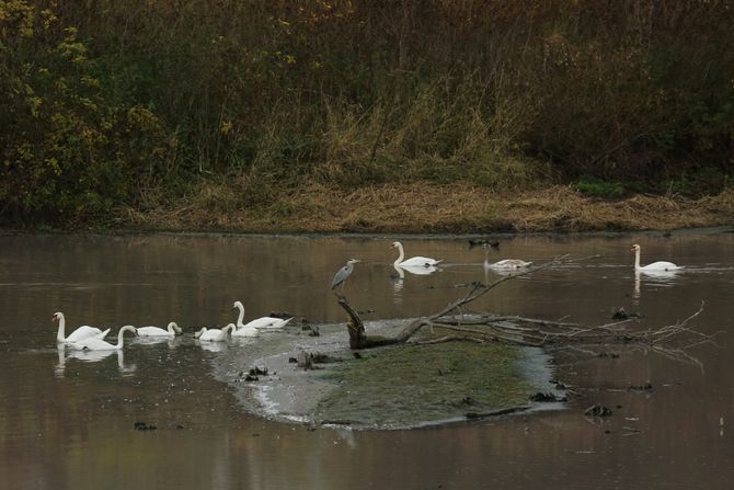 Beljarica, Beogradska Amazonija