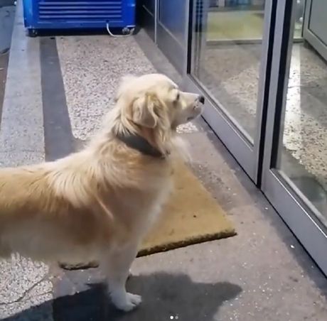 Pas čeka vlasnika, bolnica