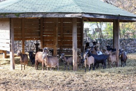 Palić Zoo vrt