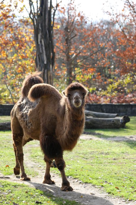 Palić Zoo vrt