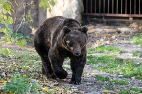 Palić Zoo vrt Palić Zoo vrt