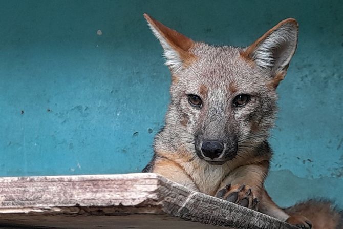 Lisica  Andean fox Run Run