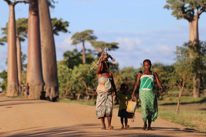 Madagaskar ilustracija