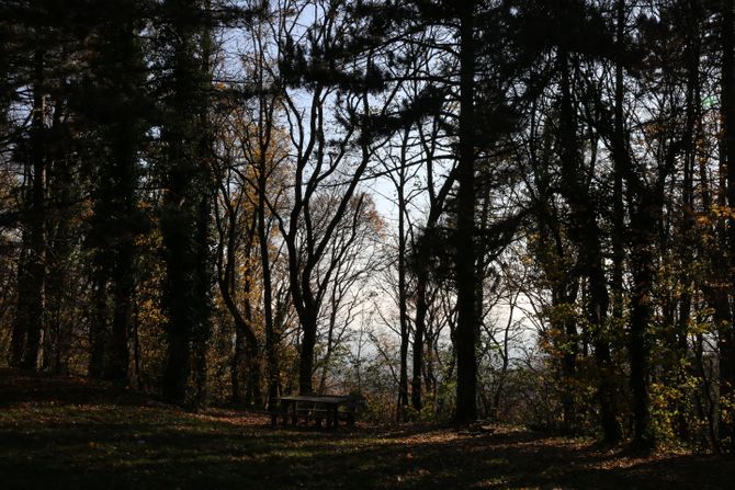 Trim staza Fruška Gora, šuma priroda Trim staza Fruška Gora, šuma priroda