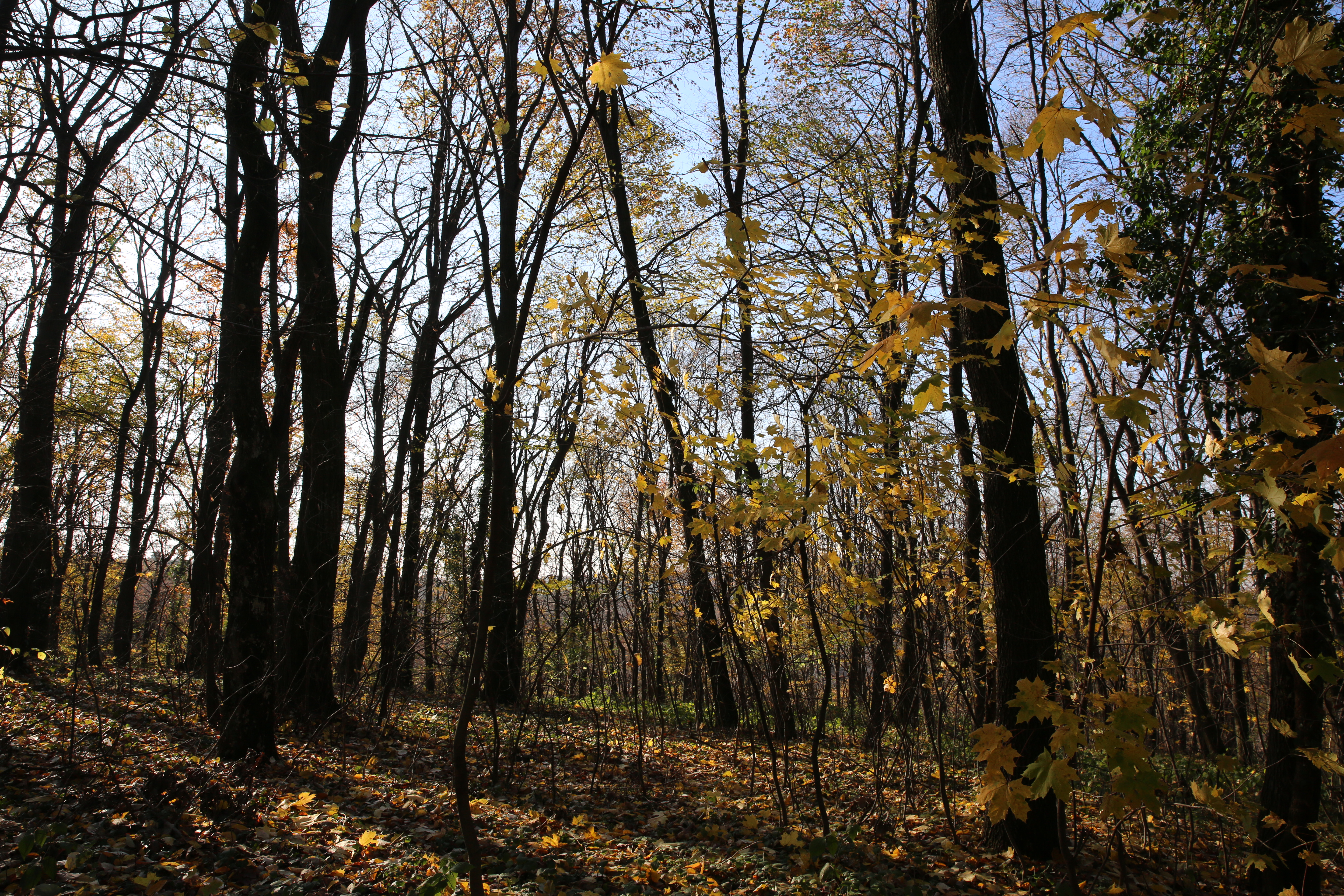 Starije i od piramida: Na Fruškoj gori se nalazi misterija stara SEDAM HILJADA godina, evo kako je pronaći!