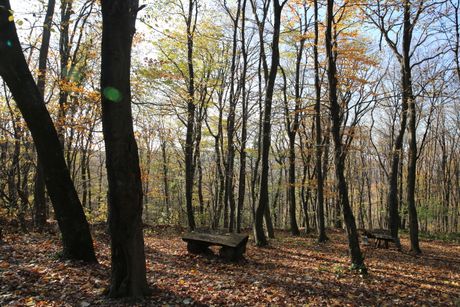 Trim staza Fruška Gora, šuma priroda