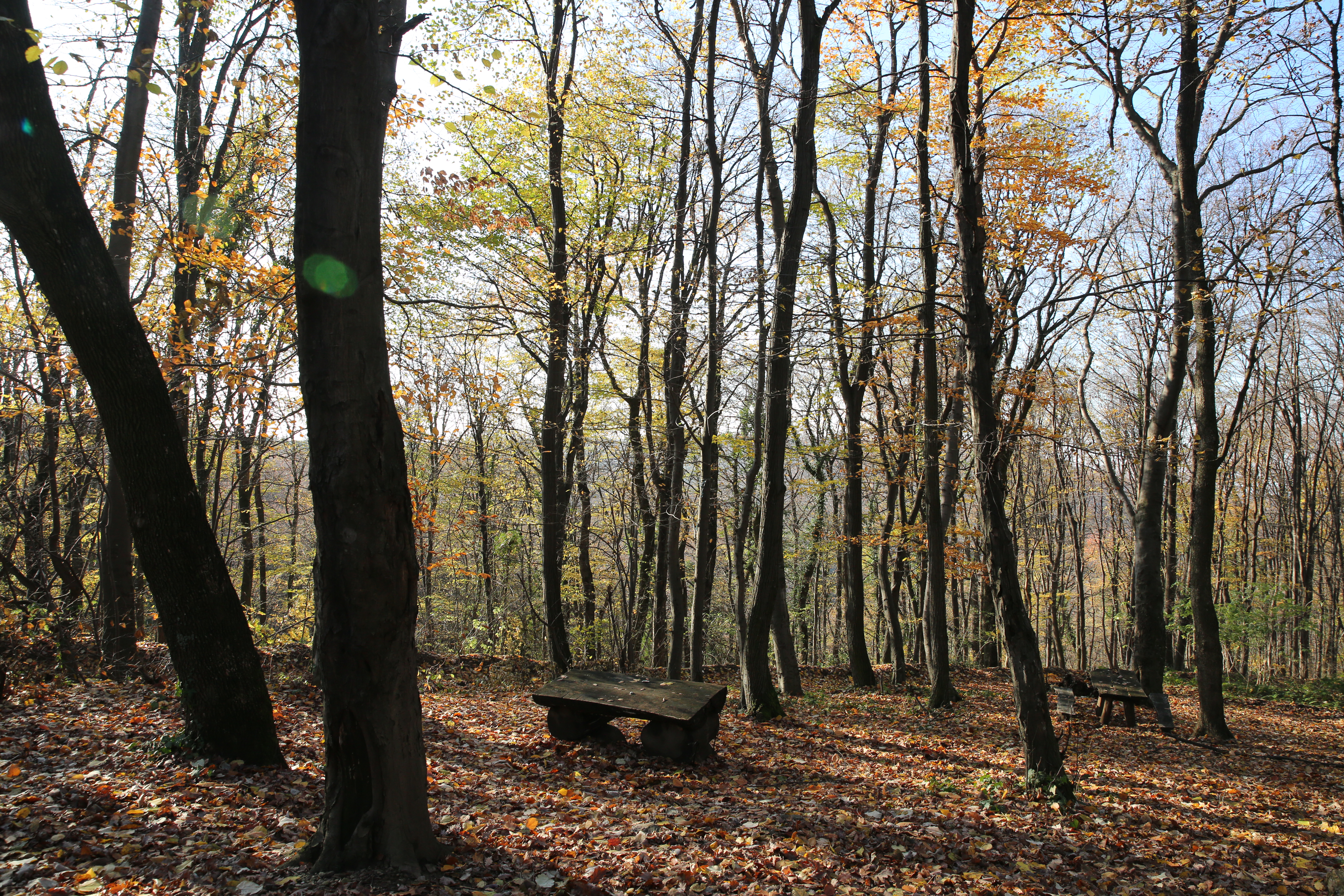Pedesetak ljudi na Fruškoj gori BEZ PATIKA I CIPELA: Pominju "uzemljenje", evo o čemu se radi