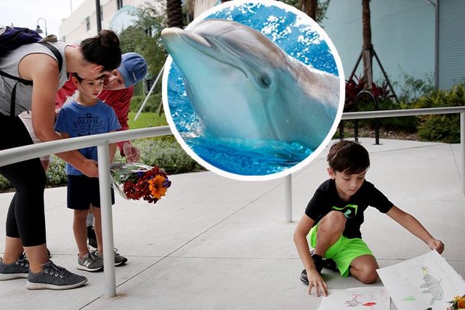 Winter The Dolphin Dies At Clearwater Aquarium Dolphin Tale Delfin