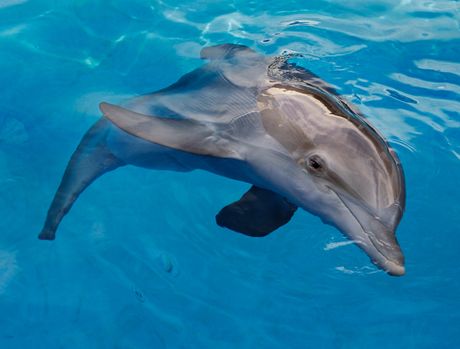 Winter The Dolphin Dies At Clearwater Aquarium Dolphin Tale Delfin