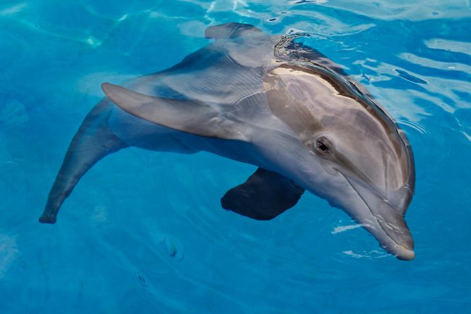 Winter The Dolphin Dies At Clearwater Aquarium Dolphin Tale Delfin