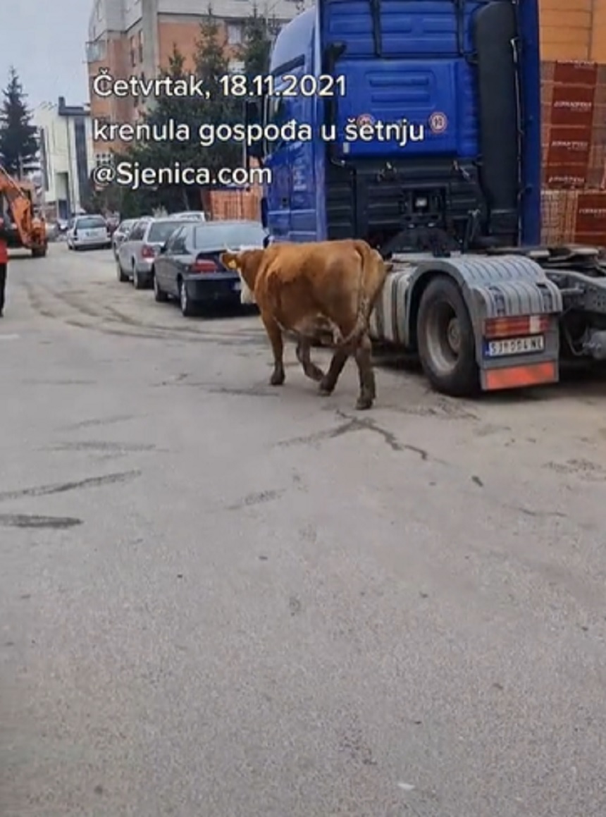Lutajuća stoka pravi haos u Tivtu: "Goveda će u klanicu ako se vlasnici ne jave"