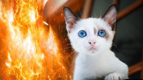 Mačka požar