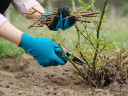 Orezivanje ruža cveće vrt bašta baštovan