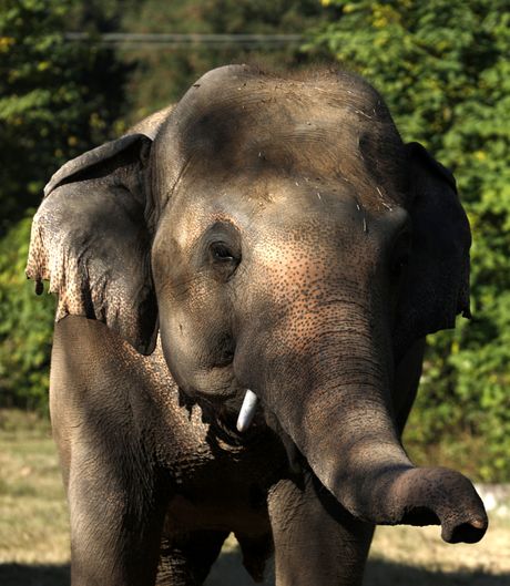 Usamljeni slon Elephant Kaavan Kambodža Cambodia