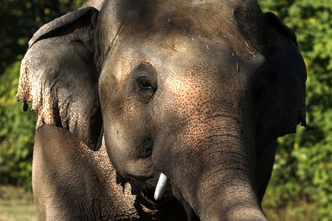 Usamljeni slon Elephant Kaavan Kambodža Cambodia