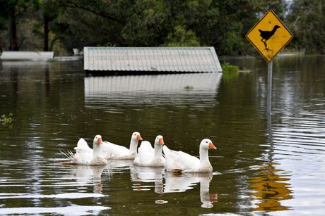 Australija poplava patke