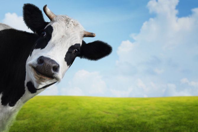 Krava cow Krava cow