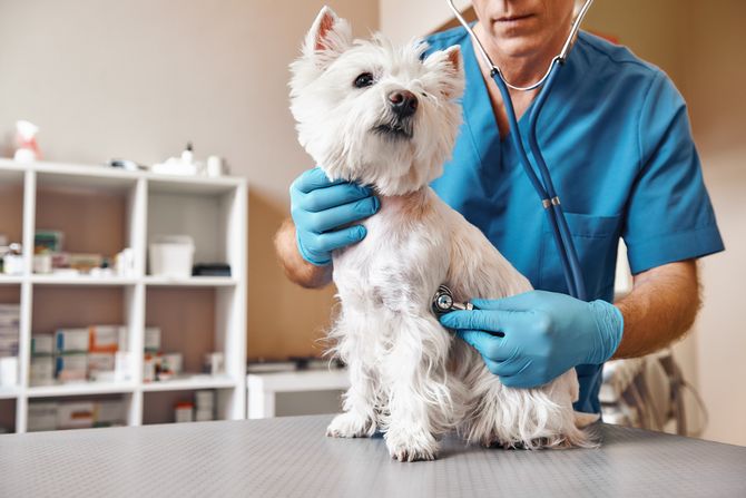 Veterinar Veterinar