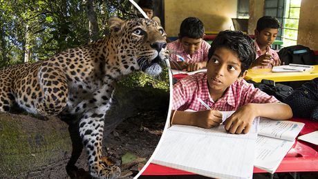 Indija India Leopard Škola Aligarh
