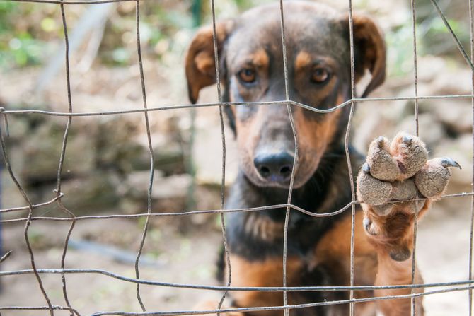 Pas dog tuga životinje prava nebriga zlostavljanje