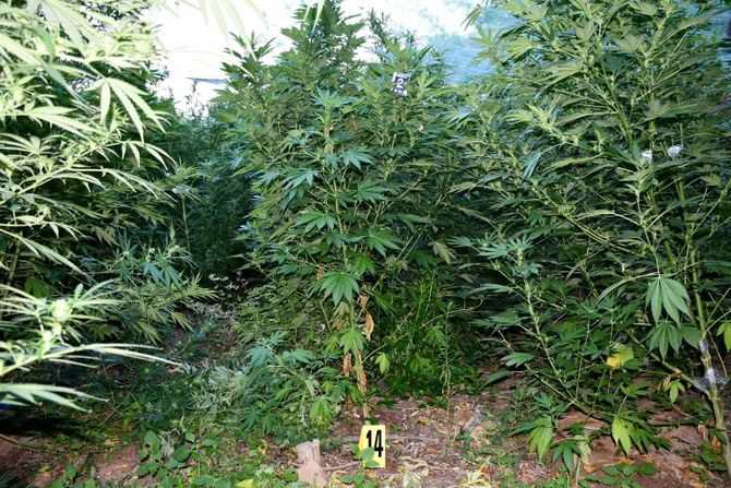 Hapšenje marihuana Niš Hapšenje marihuana Niš