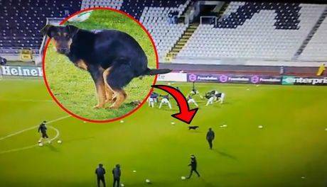 Pas na terenu FK Partizan
