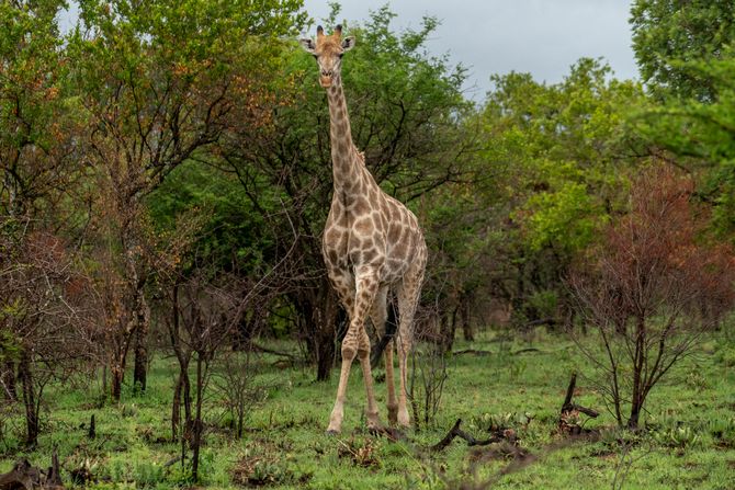 Južnoafrički rezervat za divlje životinje Dinokeng u Gautengu