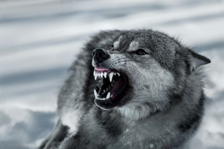 Opasan agresivan vuk životinja zima
