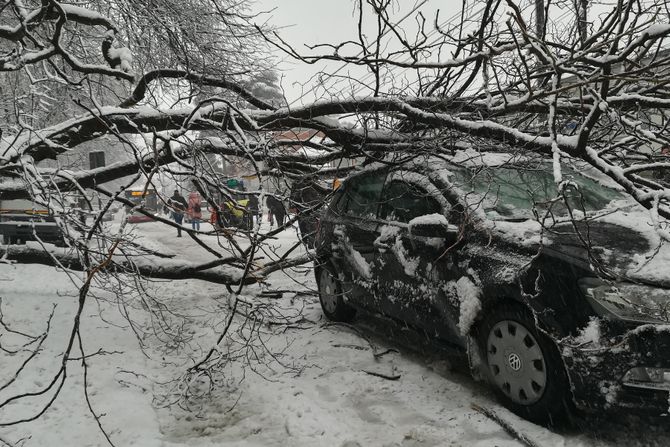 BEOGRAD SNEG PROBLEMI nevreme palo drvo