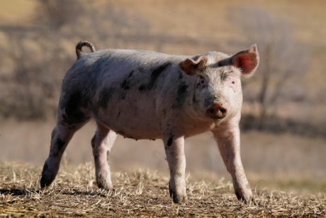 prasici, svinje svinjetina prasetina uzgoj pecenje